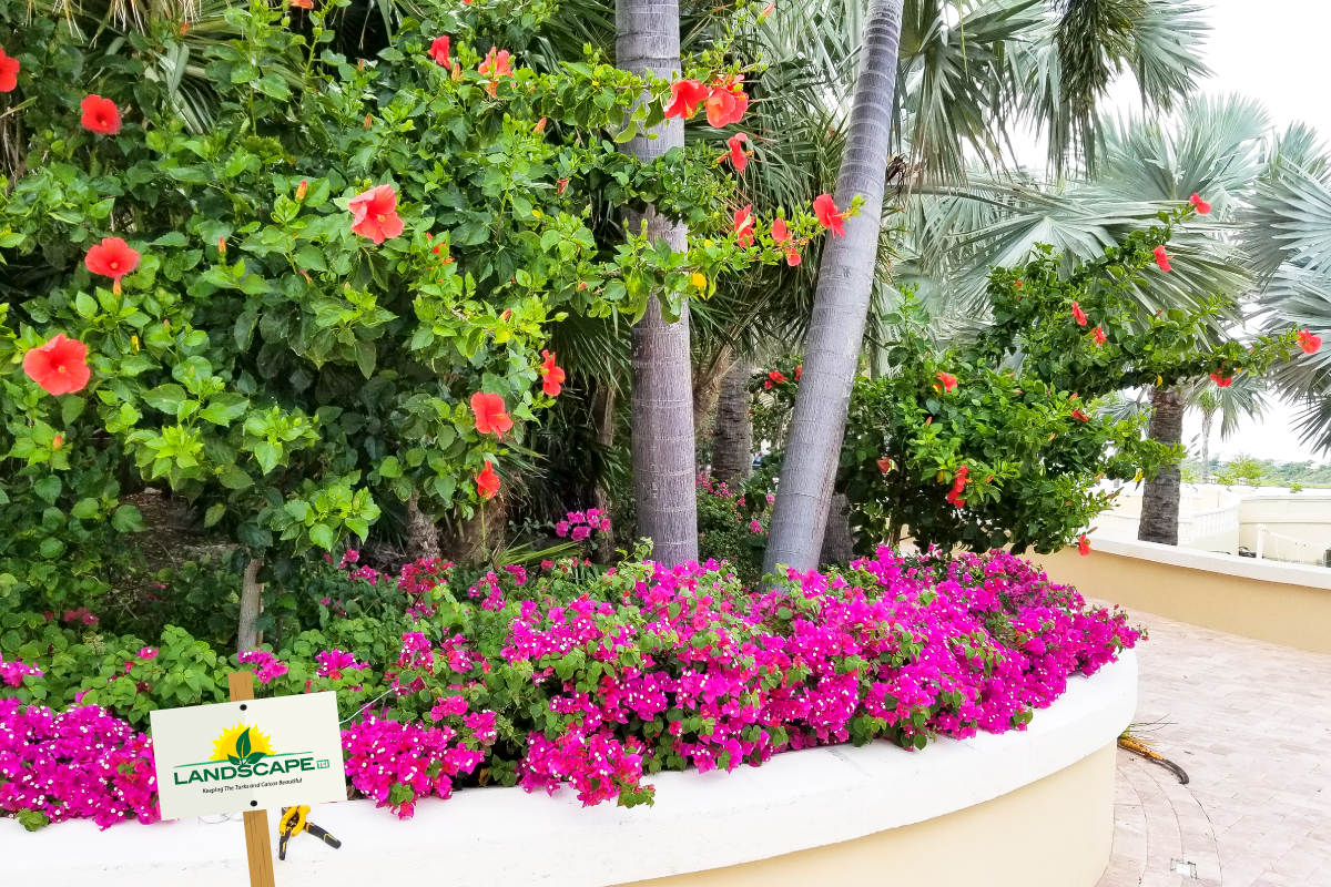 Bouganvillia-garden-palm-landscaping