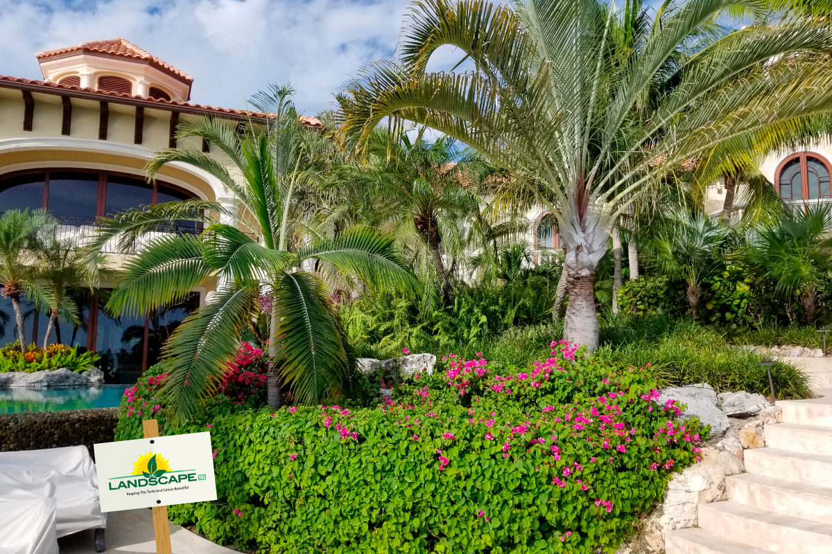 Palm-garden-landscaping